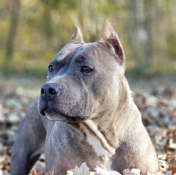 Meet your Posher, Jamie - Picture 1 of 5